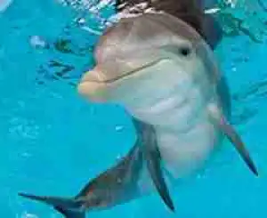 Animal Sounds - Dolphins Therapy Sound Effect